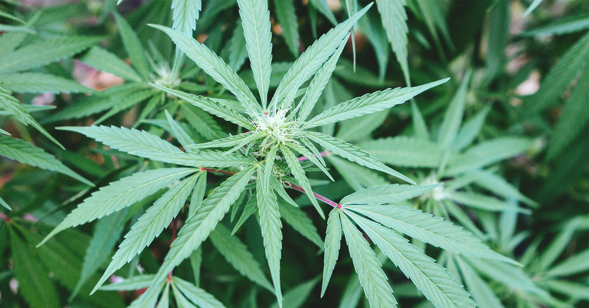 Types Of Marijuana Species Plant Guide